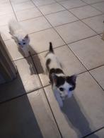 2 Handtamme boerderij katten - katers, Kater, Kortharig, 0 tot 2 jaar