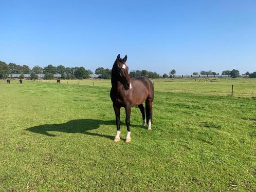 Bijrijder gezocht, Dieren en Toebehoren, Stalling en Weidegang, Toebehoren