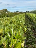 Laurier, Prunus laurocerasus ‘Caucasica’, Ophalen, Laurier, 100 tot 250 cm