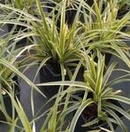 Japanse zegge, siergras, Ophalen of Verzenden, Vaste plant, Siergrassen