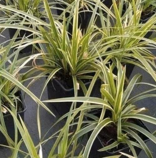 Japanse zegge, siergras, Tuin en Terras, Planten | Tuinplanten, Vaste plant, Siergrassen, Ophalen of Verzenden