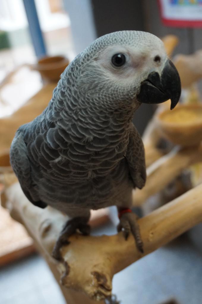 tamme jonge grijze roodstaart, Dieren en Toebehoren, Vogels | Parkieten en Papegaaien, Papegaai, Vrouwelijk, Tam, Geringd
