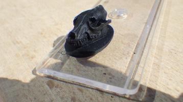 Poppenhuis: Schedel voor aan de Muur beschikbaar voor biedingen