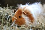 Jonge Cavia | verschillende kleuren | Deskundig advies!, Dieren en Toebehoren, Knaagdieren, Cavia, Meerdere dieren, Tam