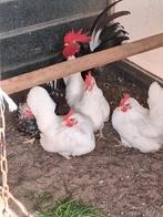 Chabo kriel kippen, Dieren en Toebehoren, Pluimvee, Meerdere dieren, Kip