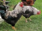 Hanen, Dieren en Toebehoren, Pluimvee, Mannelijk, Kip