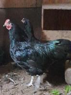 2 jonge Australorp hanen, Dieren en Toebehoren, Pluimvee, Mannelijk, Kip