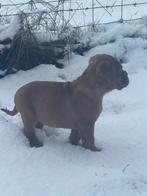 bordeaux dog pup, Teef, Eén hond, Nederland, Particulier