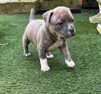 American bully pocket, Dieren en Toebehoren, CDV (hondenziekte), Overige rassen, 8 tot 15 weken, Teef