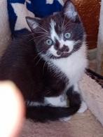 Britsekorthaar  mixs kan gereveerd worde €150, Dieren en Toebehoren, Katten en Kittens | Raskatten | Korthaar, Meerdere dieren