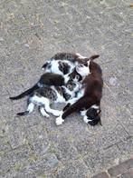 Kittens, 12 weken oud ( Mogen gelijk weg ), Dieren en Toebehoren, Poes, Kortharig, 0 tot 2 jaar