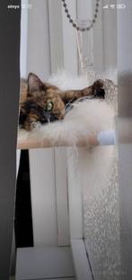 Raambedje kat, Dieren en Toebehoren, Kattenmanden, Ophalen of Verzenden, Zo goed als nieuw, Overige