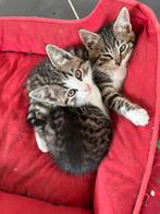 Prachtig nestje kittens, Meerdere dieren, Kortharig, 0 tot 2 jaar