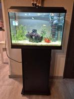 Juwel Aquarium Primo 70 62x32x41, Vis, Zoetwatervis