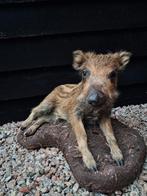 Nieuw jong opgezet zwijntje, Ophalen of Verzenden, Nieuw, Wild dier, Opgezet dier