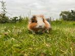 CH teddy cavia beer, Dieren en Toebehoren, Knaagdieren, Mannelijk, Tam, Maart, Cavia