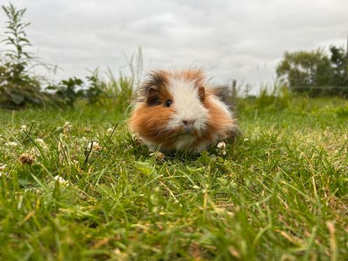 CH teddy cavia beer, Dieren en Toebehoren, Knaagdieren, Mannelijk, Cavia, Maart, Tam