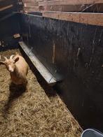 Abrikoos dwerggeitje, Meerdere dieren, Schaap