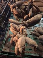 Dahlia Knollen My Love, Ophalen of Verzenden, Voorjaar, Volle zon, Knol