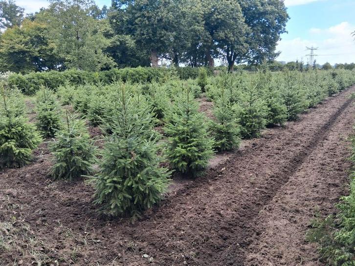 Kerstbomen (omorica), Diversen, Kerst, Ophalen