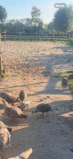 Parelhoenders, Dieren en Toebehoren, Meerdere dieren, Kip