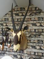 Prachtig grote Oryx kop, Verzamelen, Dierenverzamelingen, Ophalen, Zo goed als nieuw, Opgezet dier