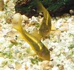 Corridoras gold stripe, Dieren en Toebehoren, Vissen | Aquariumvissen, Vis