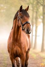 Bloedmooie 5 jarige ruin v. Ferguson x Florencio, Dieren en Toebehoren, Paarden, B, Gechipt, Ruin, Dressuurpaard