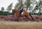 Vanaf half zomer weer plek vrij voor zadelmak maken /trainen, Meerdere dieren, Dressuurpaard, 3 tot 6 jaar