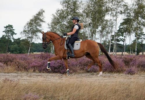 Vanaf half zomer weer plek vrij voor zadelmak maken /trainen, Dieren en Toebehoren, Paarden, Meerdere dieren, 3 tot 6 jaar, Dressuurpaard