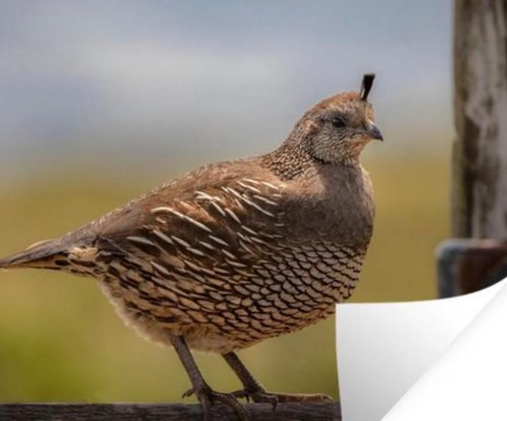 GEZOCHT !!! Californische Kuifkwartel Hennetje., Dieren en Toebehoren, Overige Dieren, Vrouwelijk, Januari