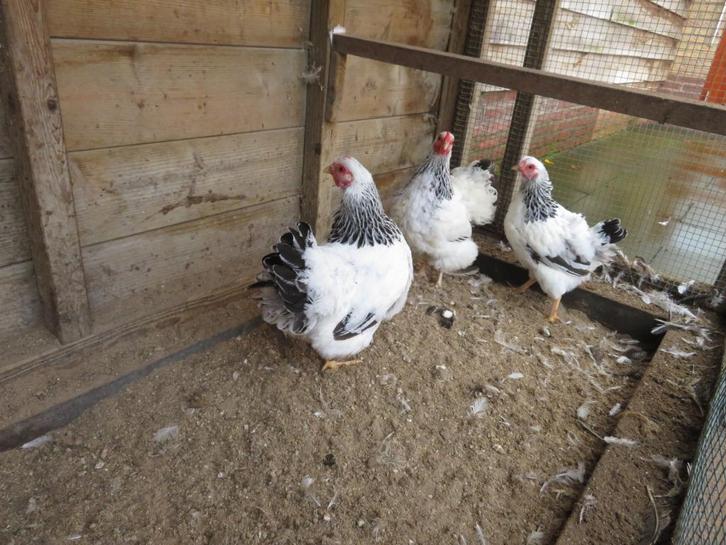 3 wyandotte columbia kriel hennen, Dieren en Toebehoren, Pluimvee, Kip, Vrouwelijk