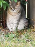 Britse korthaar poes Stacy, Dieren en Toebehoren, Katten en Kittens | Raskatten | Korthaar, Poes, Gechipt, 6 jaar of ouder