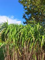 Olifantengras, Miscanthus giganteus, prachtriet, Tuin en Terras, Planten | Tuinplanten, Ophalen, Overige soorten, Volle zon