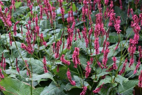 Duizendknoopstekjes en varens te koop voor Dierenhulp, Tuin en Terras, Planten | Tuinplanten, Vaste plant, Overige soorten, Zomer
