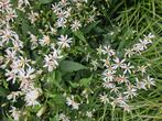 Aster Divaricatus, Overige soorten, Volle zon, Vaste plant, Ophalen of Verzenden