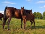 Prachtig hengst veulen kwpn van opoque, Dressuurpaard, 0 tot 2 jaar, Hengst, Onbeleerd