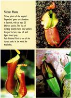 Ansichtkaart Maleisië, Sarawak, vleesetende planten, Ophalen of Verzenden, 1980 tot heden, Gelopen, Natuur