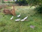 Indische witte loopeenden, Dieren en Toebehoren, Pluimvee, Geslacht onbekend, Eend