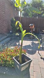 Bananenboom / bananenplant / musa basjoo, Ophalen