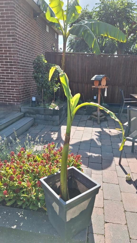 Bananenboom / bananenplant / musa basjoo, Tuin en Terras, Planten | Fruitbomen, Ophalen