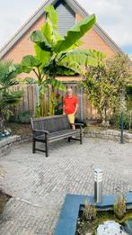 Bananenboom, winterhard, Musa Basjoo, Tuin en Terras, Overige soorten, 100 tot 250 cm, Zomer, Ophalen