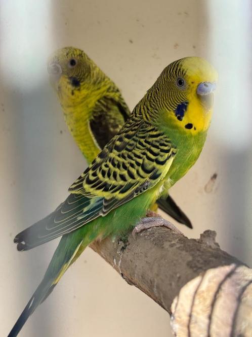 Grasparkieten;  3 onverwante koppels  in split BW x BW, Dieren en Toebehoren, Vogels | Parkieten en Papegaaien, Parkiet, Meerdere dieren