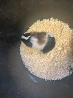 Cavia, Dieren en Toebehoren, Knaagdieren, Cavia, Juni, Vrouwelijk, Tam