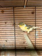 Kanaries koepel te koop 2025, Dieren en Toebehoren, Mannelijk, Kleurkanarie
