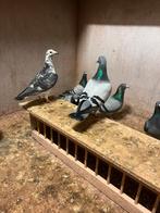 Mooie postduiven, Dieren en Toebehoren, Meerdere dieren, Postduif