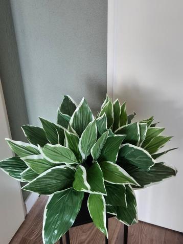 Hosta kunstplanten ook geschikt voor buiten  beschikbaar voor biedingen