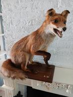 TAXADERMI Mooie jonge vos herkomst Frankrijk, Juni, Geslacht onbekend