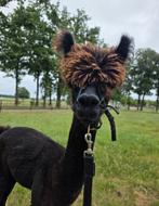 Alpaca hengst super in de wol., Dieren en Toebehoren, Mannelijk