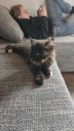 Maine Coon Poes met Stamboom, Meerdere dieren, Ontwormd